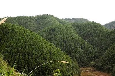 阿拉善左旗贺兰山林场被评为2019年全国十佳林场