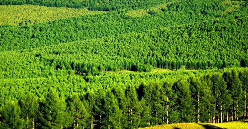 国家林业局拟筹划京津冀等六大储备林建设基地