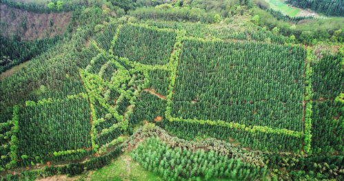 速生丰产林木材被大量使用